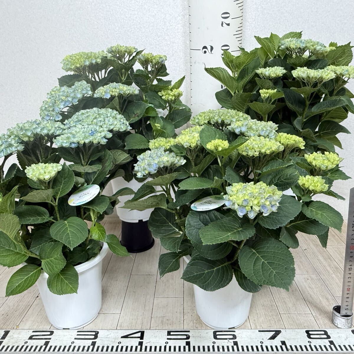 福岡県鬼木様の紫陽花☆筑紫路風 寄せ植えミックス☆14号鉢☆超希少☆