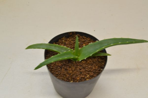 送料込み全国一律// アロエ バオサンダ ヴァオサンダ Aloe vaotsanda