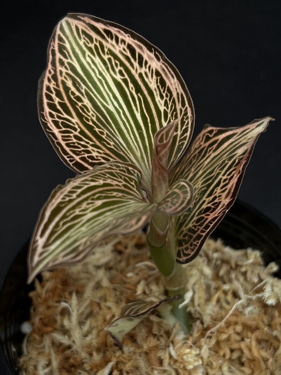 中古】【Anoectochilus reinwardtii？】アネクトキルス レインワルディ