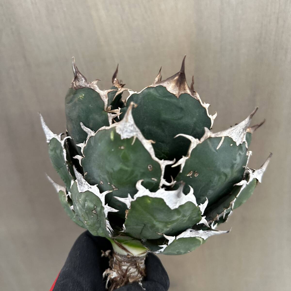 No.01【 AGAVE TITANOTA 】ボールタイプ 特選株 標本株 アガベ