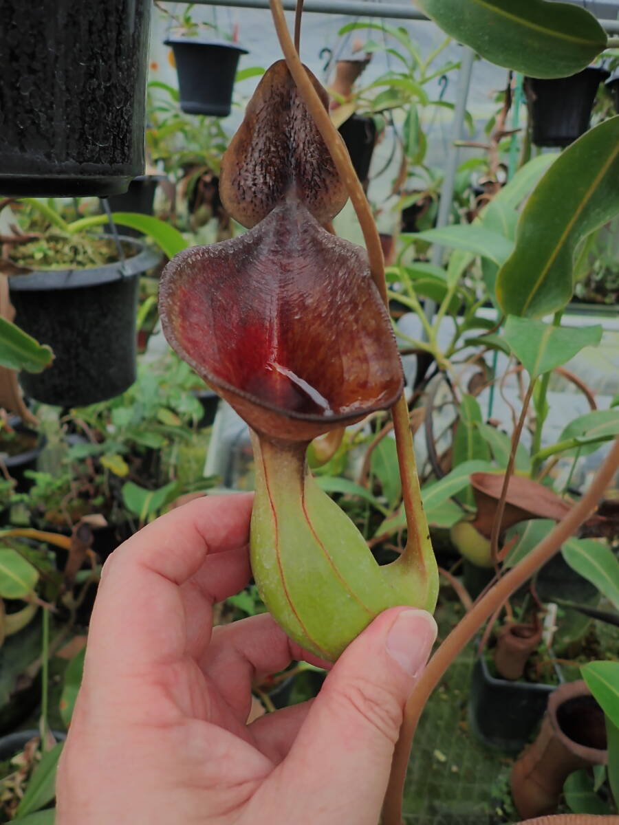 新品】高山性 ネペンテス ジャンバン Nepenthes jamban 食虫植物