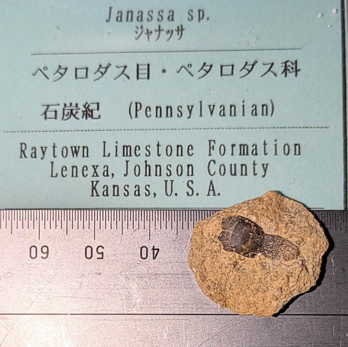 新品】日本の化石 金生山のサメの歯・ペタロダスの落札情報詳細 新品】日本の化石 金生山のサメの歯・ペタロダスの落札情報詳細