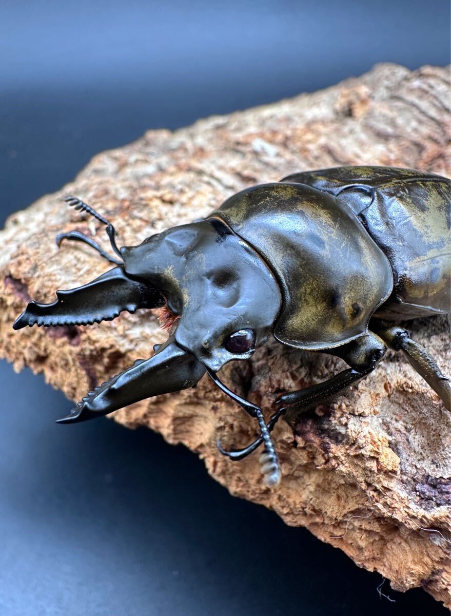新品】昆虫標本 キーホルダー クワガタ インドネシアジャワ島 等身大