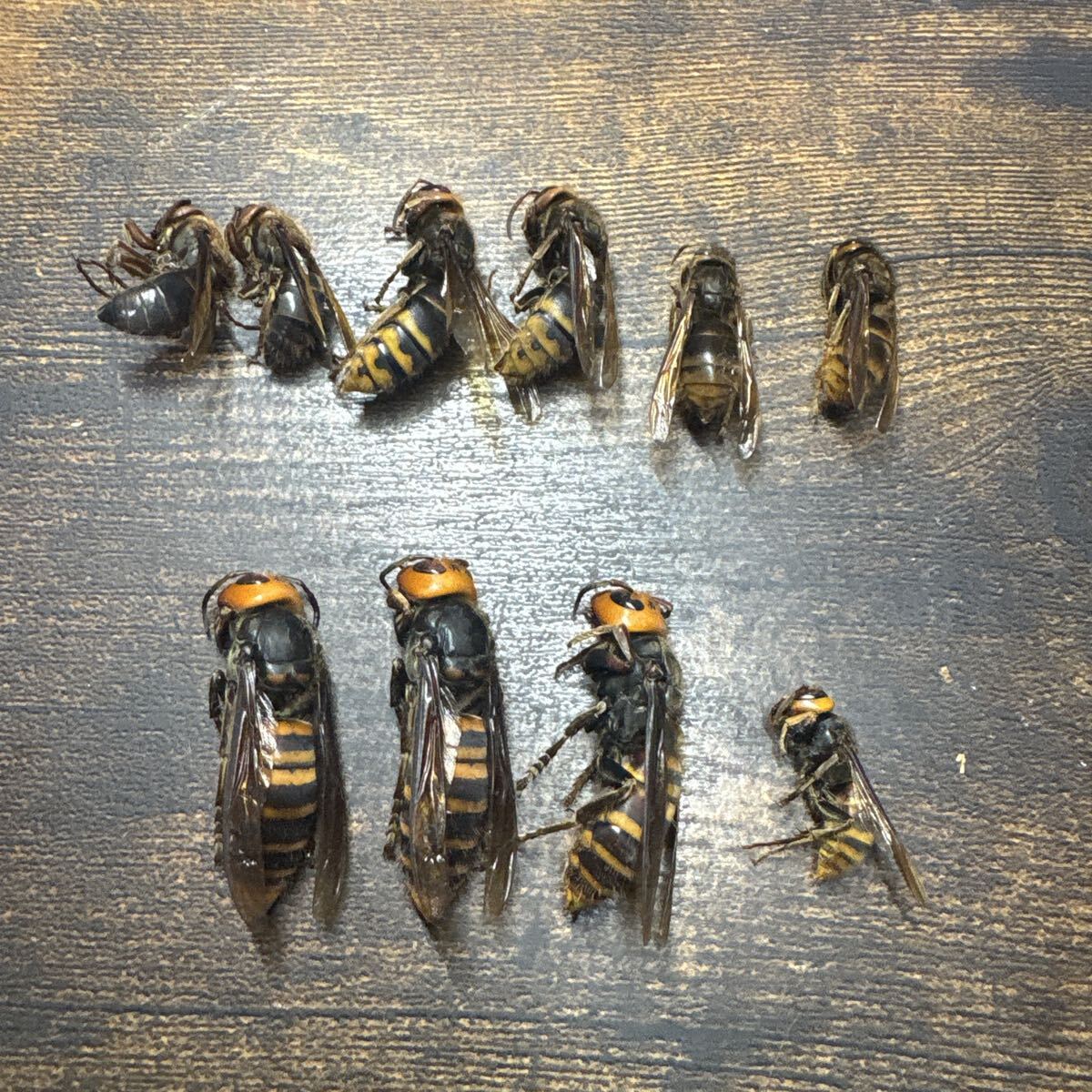 スズメバチ オオスズメバチ 世界最大 女王蜂 クイーン 昆虫標本