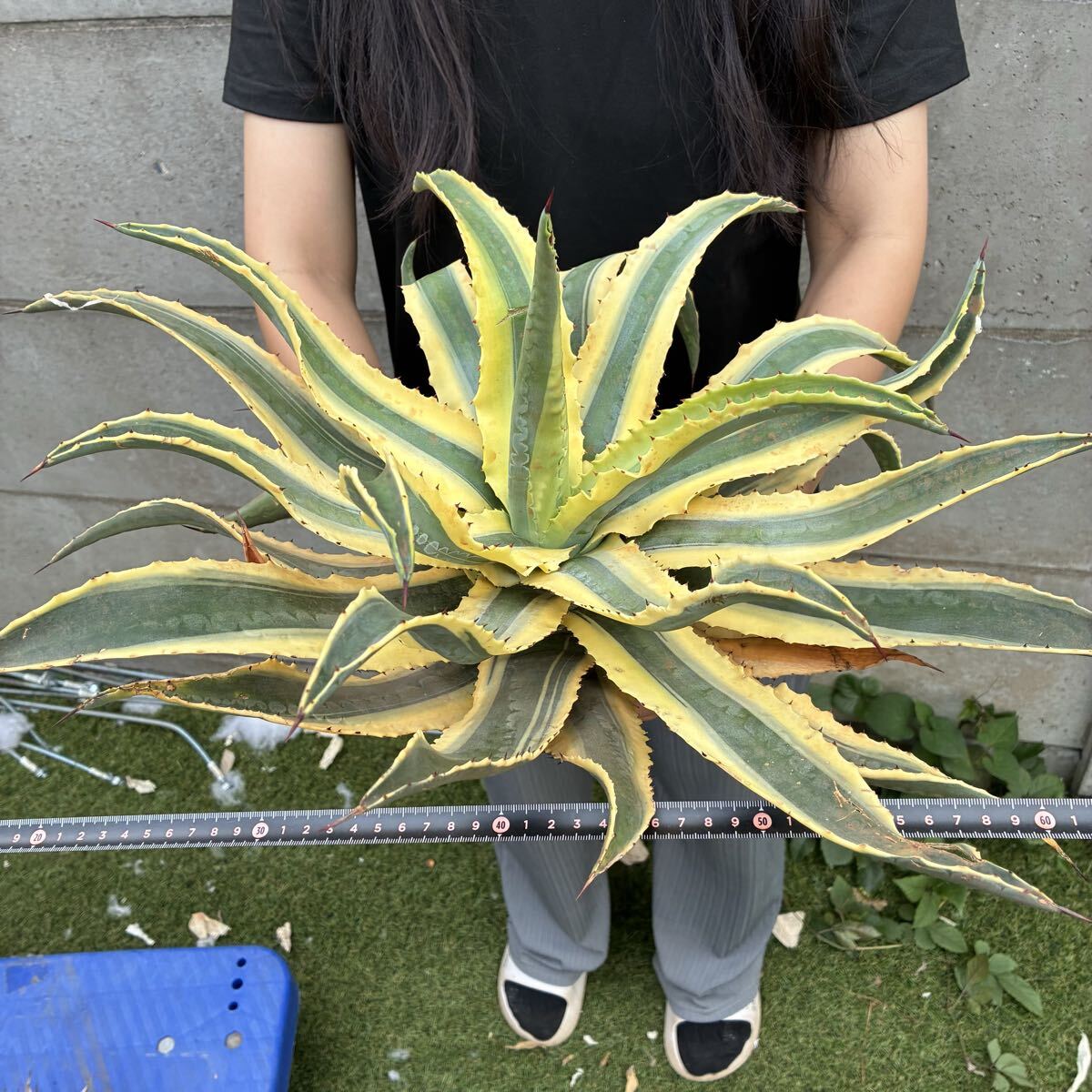 超巨大 140cm アメリカーナ アガベ アオノリュウゼツラン ドライ