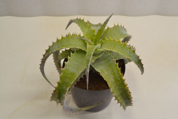 目立った傷や汚れなし】14. ヘクチア ラナータ Hechtia lanata 大人気