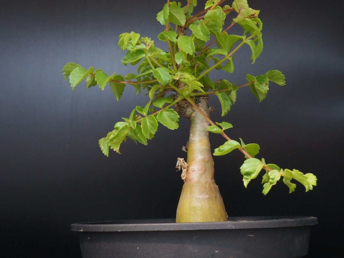 コミフォラ ロンギペデセラータ 塊根植物 コーデックス ◎稀少コレクション Commiphora longipedecellata コミフォラ・ロンギ