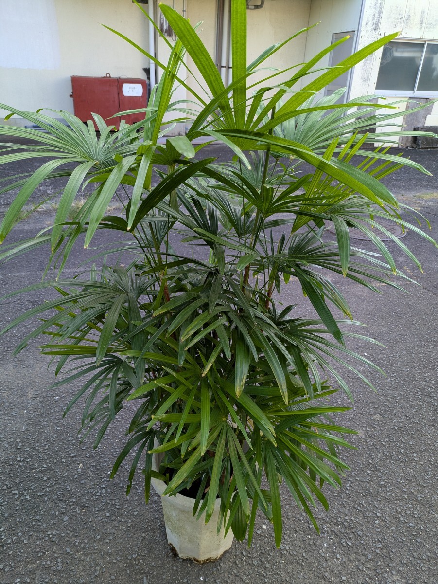 送料無料！ 観葉植物 大型 雲南棕櫚竹 みどり姫 8号鉢 約150