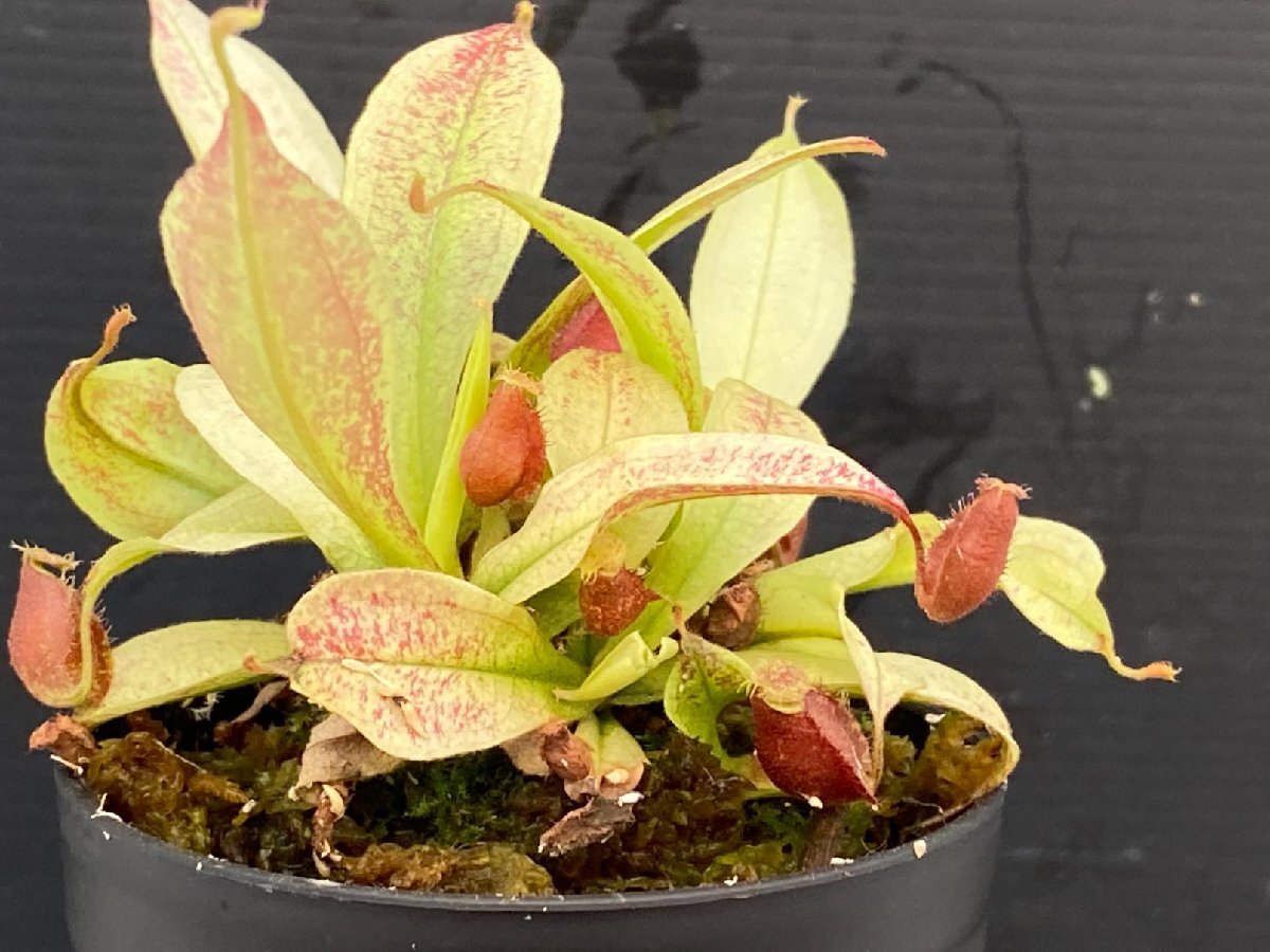 Nepenthes ramos ネペンテス ラモス 食虫植物 食虫植物 Nepenthes rajah(ネンテス ラジャ) | LIFTERIOR - ライフテリア