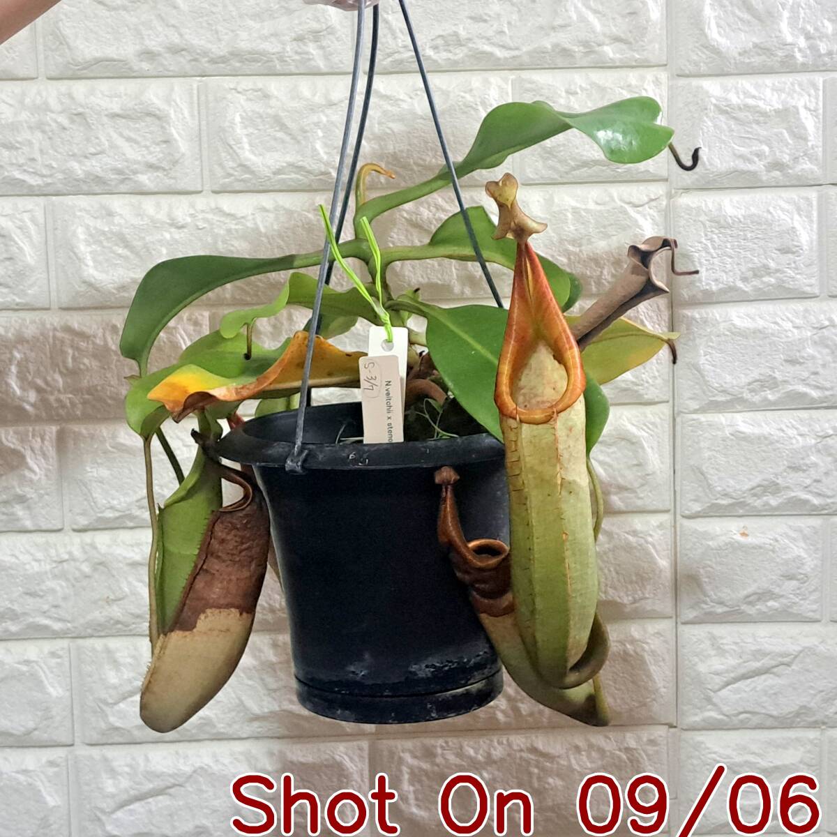 新品】“Natural hybrid” N.mollis x stenophylla Lumaku hill sipitang