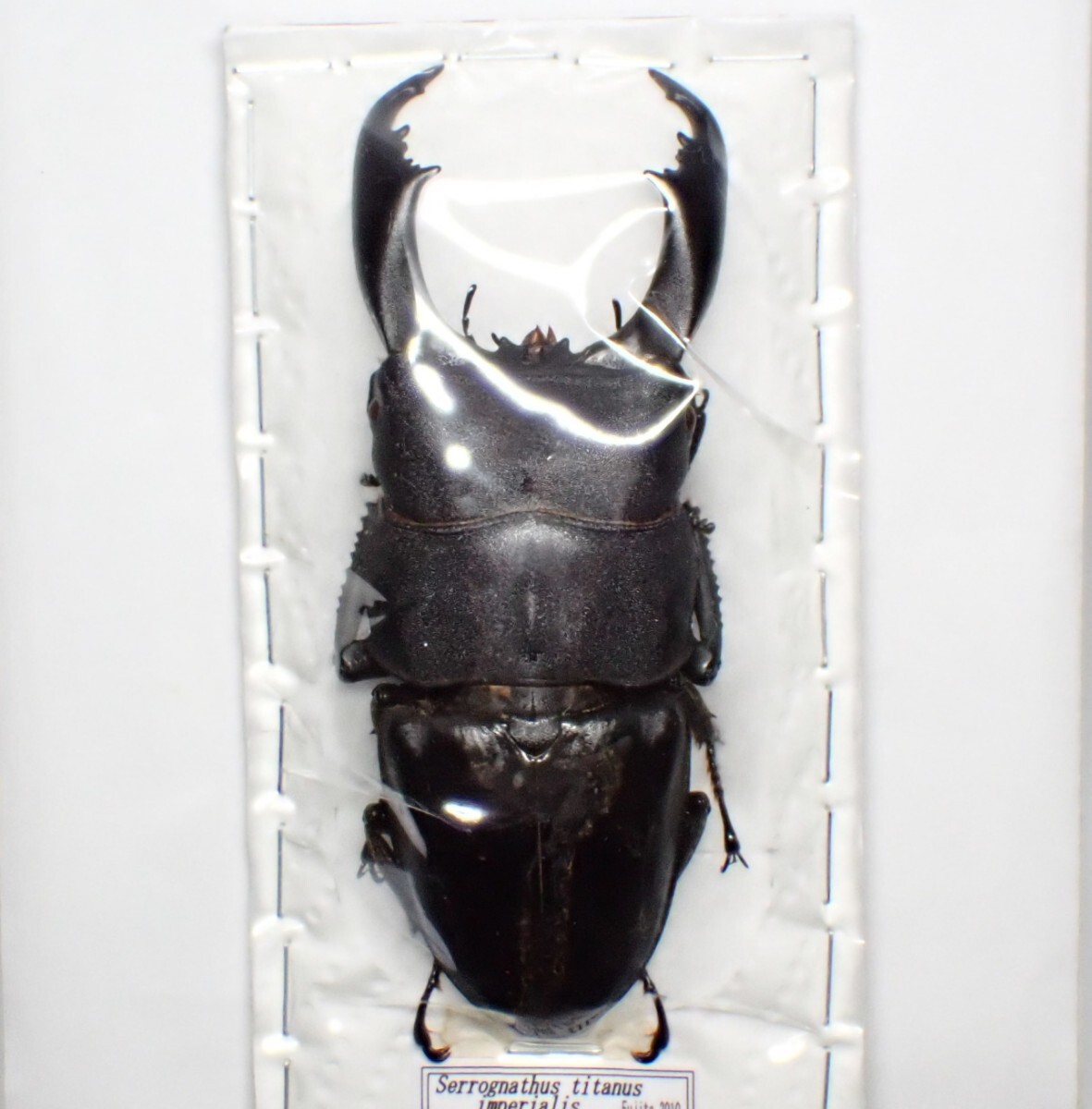 昆虫標本 台湾 屏東縣 ペア タイワンヒラタクワガタ Dorcus titanus