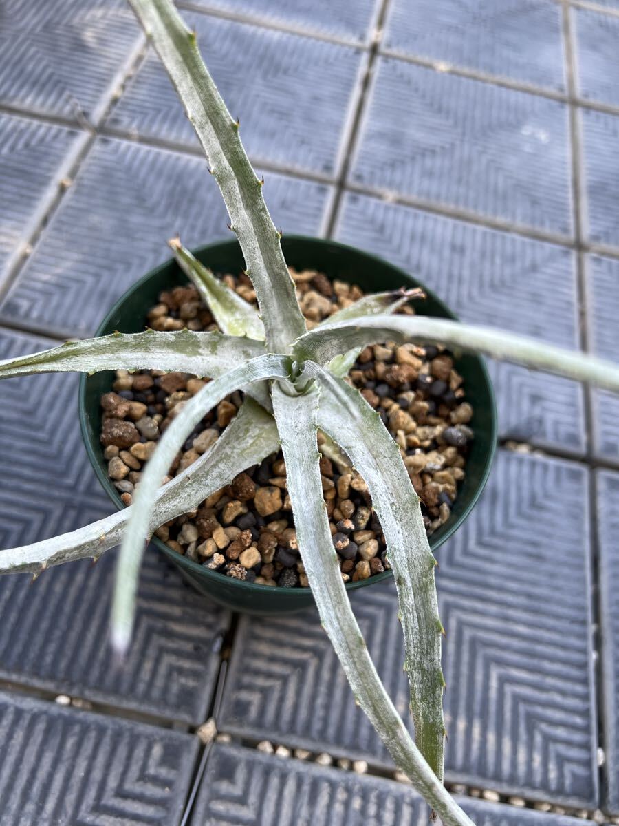 新品】Hechtia sp.(Pena Blanco,Queretaro) ヘクチア ブロメリア