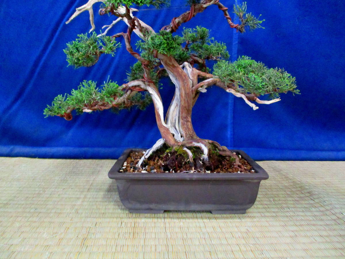 盆栽 中品 空間優美 捻転 真柏 天神 樹高60cm（天神含む）』の落札