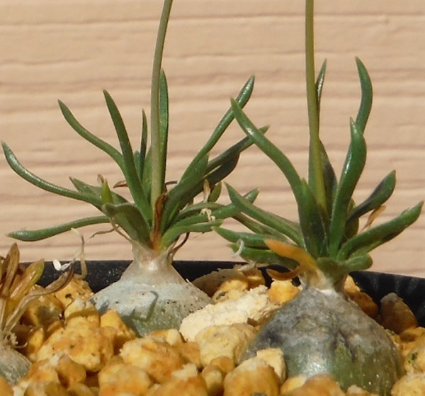 新品 種子 オーニソガラム サルディエニー Ornithogalum Sardienii 10粒 小型球根 の落札情報詳細 ヤフオク落札価格情報 オークフリー スマートフォン版