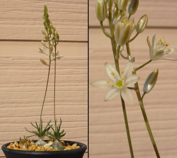 新品 種子 オーニソガラム サルディエニー Ornithogalum Sardienii 10粒 小型球根 の落札情報詳細 ヤフオク落札価格情報 オークフリー スマートフォン版