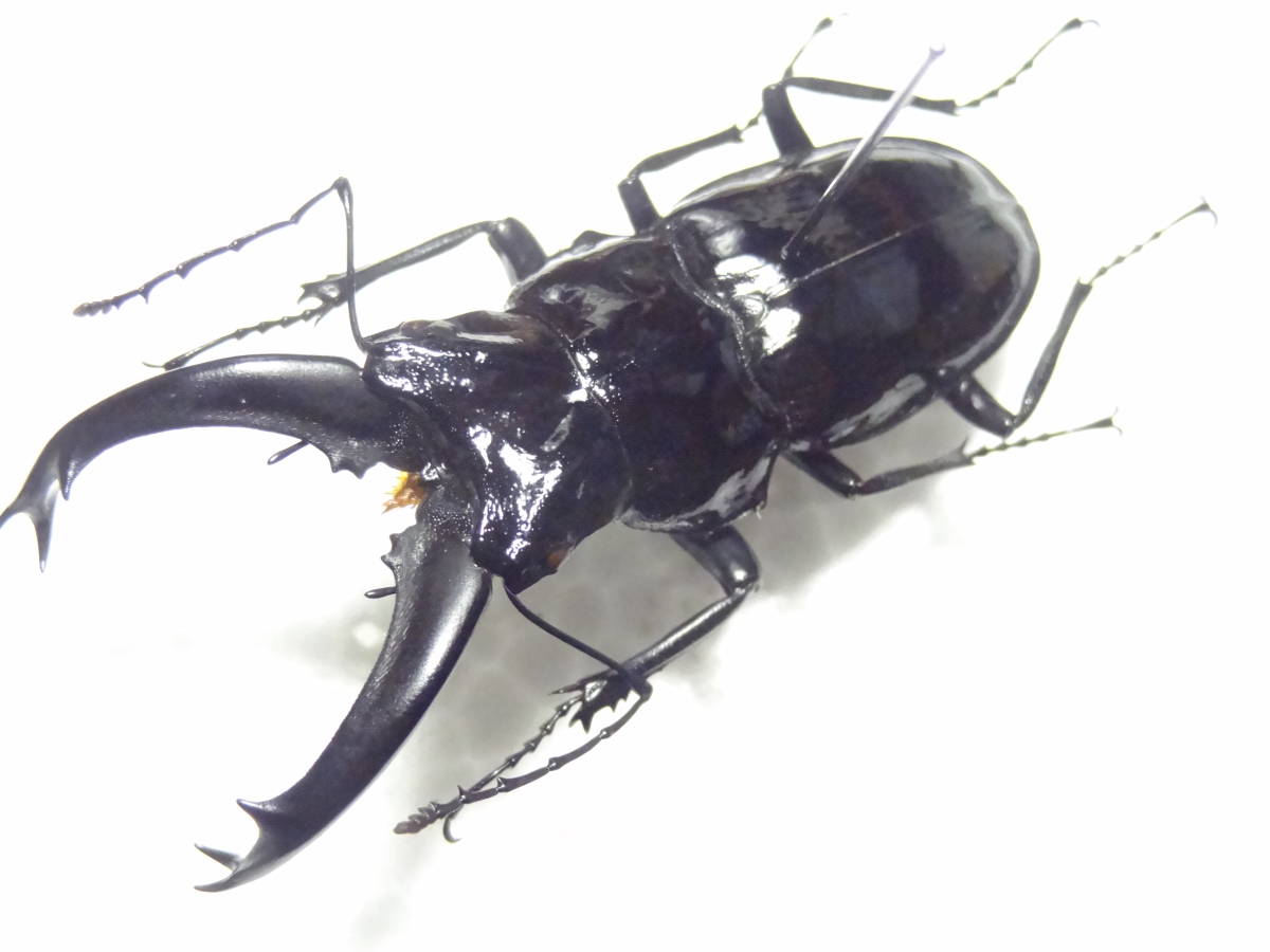 野外標本】ステインヘイルクビボソツヤクワガタ64.6mm+48mmセット