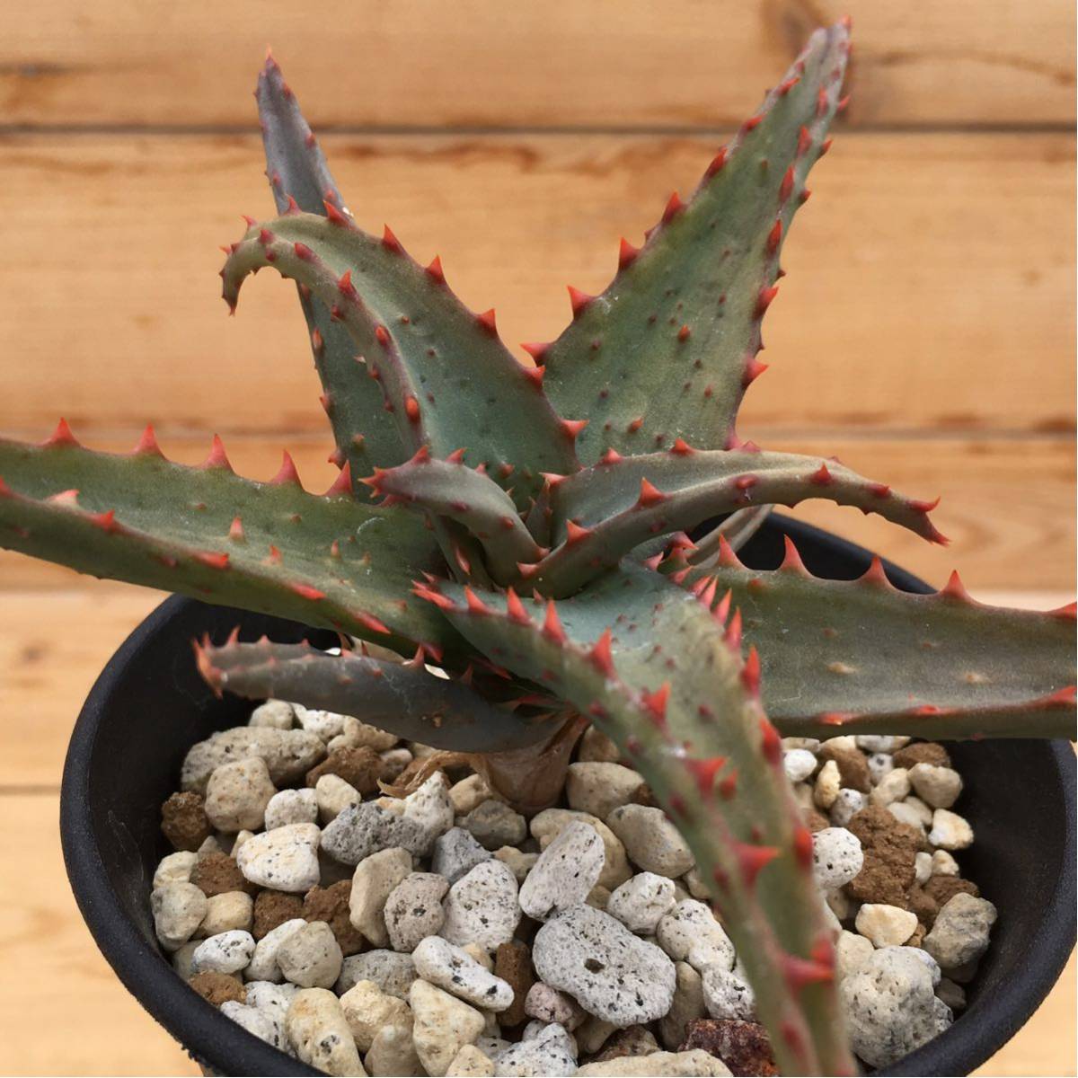 Aloe 'Wily Coyote' アロエ ワイリーコヨーテ Satoshi's Nursery