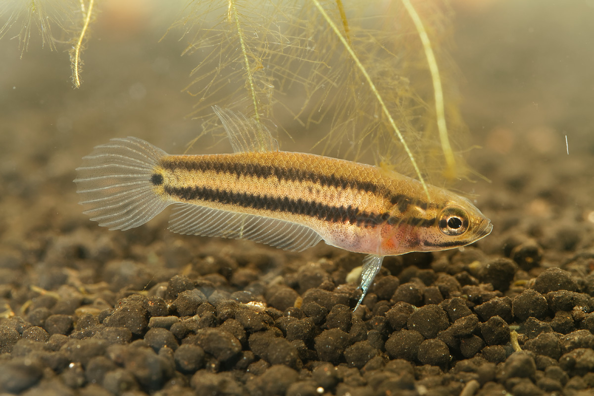 マクロストマ稚魚4匹