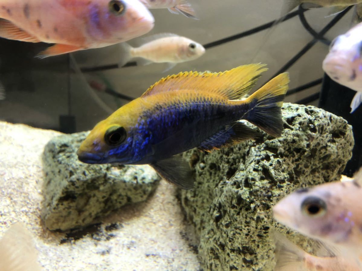 熱帯魚 アフリカンシクリッド 5匹セット オトファリンクス ジンバブエ