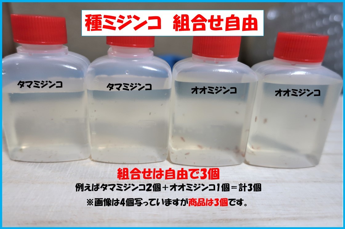 オオミジンコ タマミジンコ 種ミジンコセット組み合わせ自由 計3個 の落札情報詳細 ヤフオク落札価格情報 オークフリー スマートフォン版