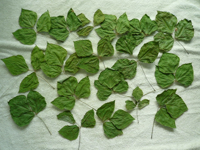 自生していた葛を採取し 洗って自然乾燥させたものです 奈良県 明日香村で５月に採取 葛の葉 くずの葉 クズの葉 うさぎのエサ の落札情報詳細 ヤフオク落札価格情報 オークフリー スマートフォン版