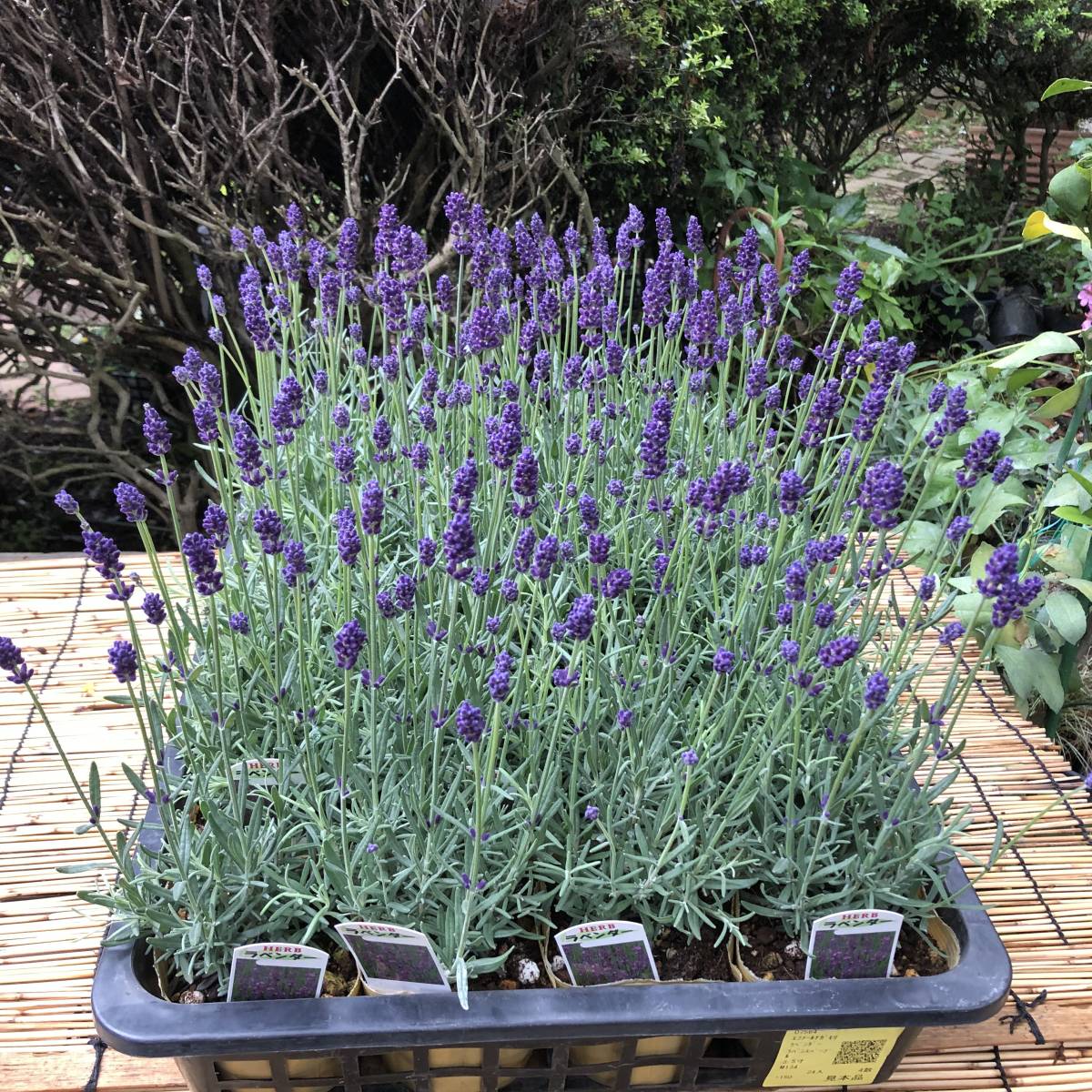新品 プレミアムガーデニング 数量２ イングリッシュラベンダー ラバンスパープル 10ポットセット の落札情報詳細 ヤフオク落札価格情報 オークフリー スマートフォン版