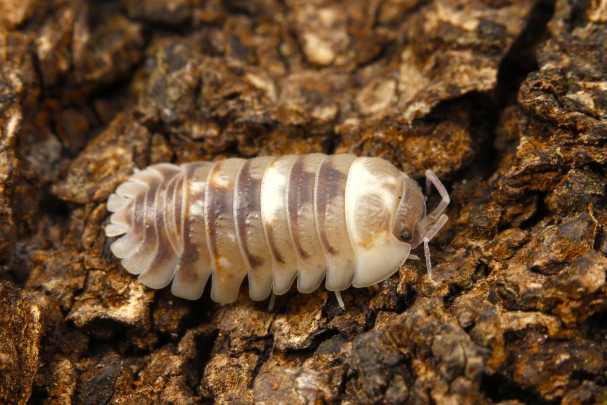 イベリア 洞窟性のダンゴムシ 超珍種 Armadillidium Marbleized 8ミリ程度の大きめ亜成体8匹 2匹セット 送料込み 死着保証有り の落札情報詳細 ヤフオク落札価格情報 オークフリー スマートフォン版