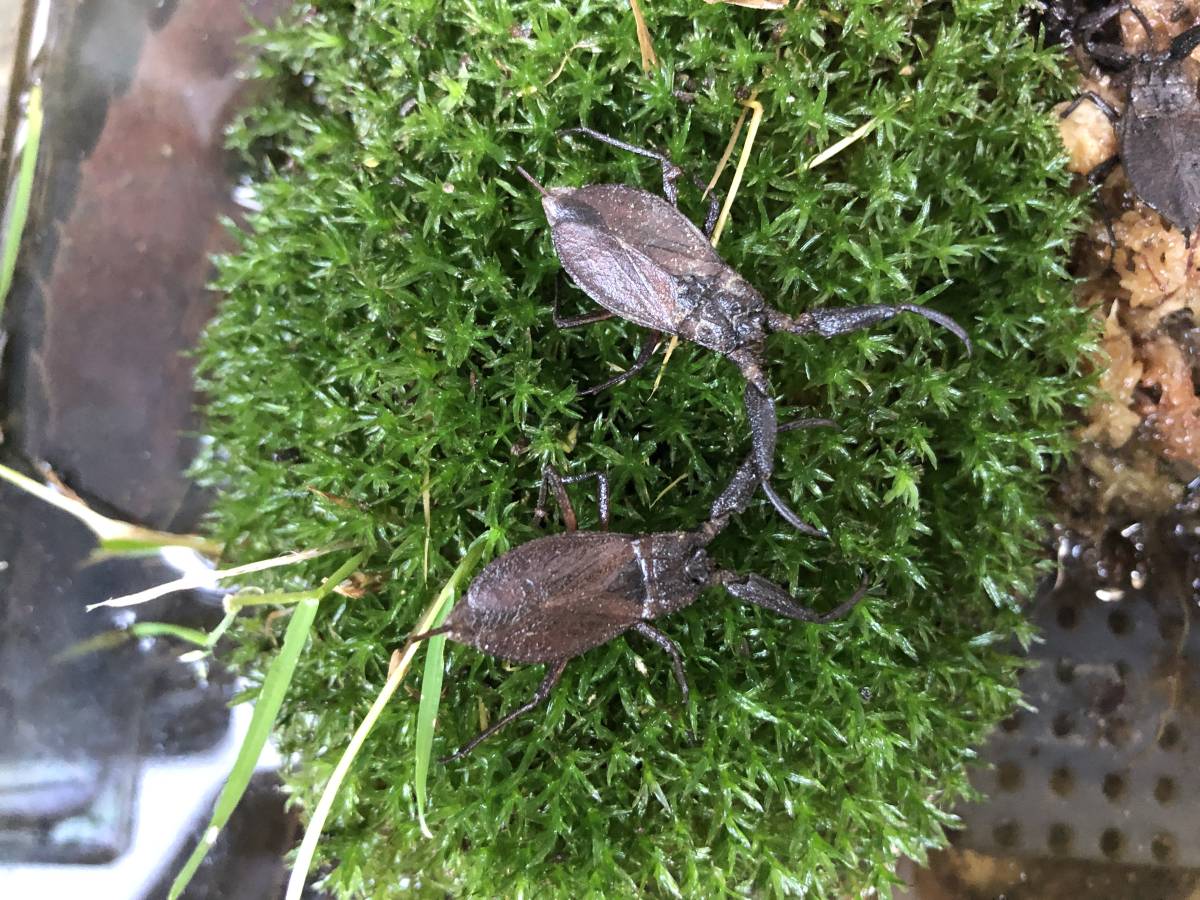 新品 ヒメタイコウチ 1ペア 水生昆虫ゲンゴロウ タガメの仲間 交尾確認済み 産卵の可能性あり の落札情報詳細 ヤフオク落札価格情報 オークフリー スマートフォン版 新品 ヒメタイコウチ 1ペア 水生昆虫ゲンゴロウ タガメの仲間 交尾確認済み 産卵の可能性あり の落札情報詳細 ヤフオク落札価格情報 オークフリー スマートフォン版