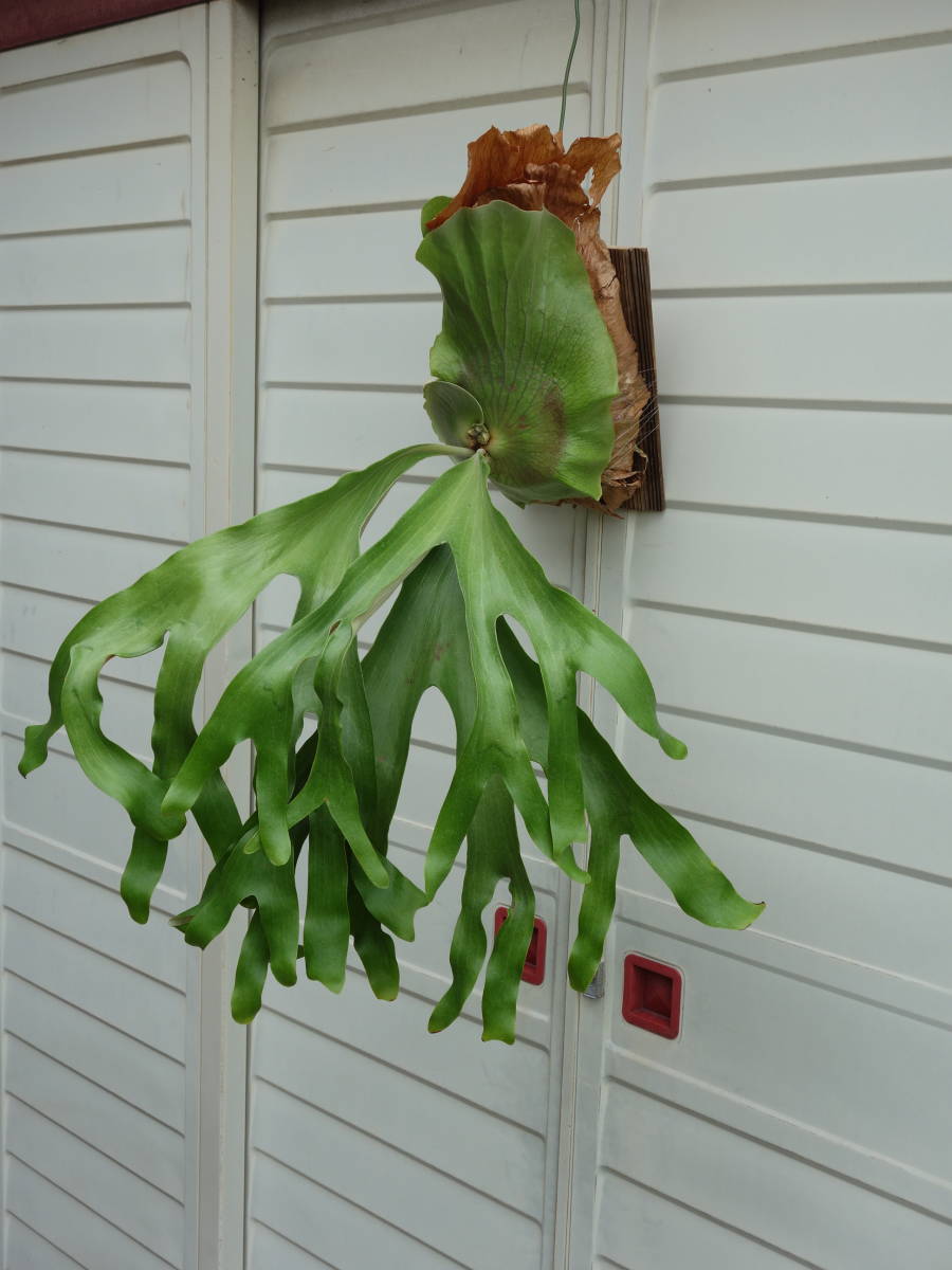 親株サイズ！P.'Suriyon' OC ビカクシダ コウモリラン スリヨン P