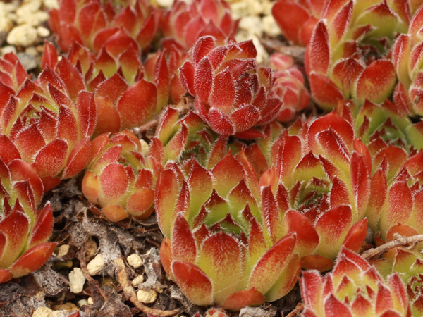 輸入センペルビブム 3 Kelly Jo 多肉植物 Sempervivum センペルビューム 高山植物 センペル センペルビウム の落札情報詳細 ヤフオク落札価格情報 オークフリー スマートフォン版