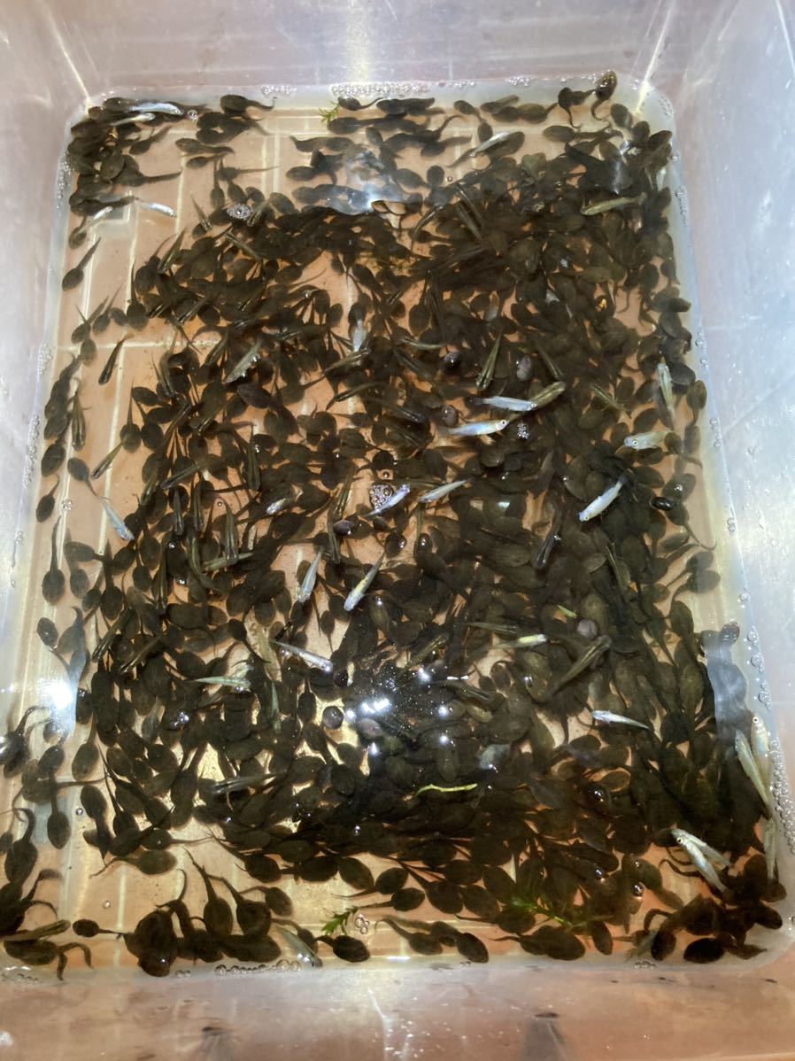 0匹 モリアオガエル おたまじゃくし 即決でさらに50匹おつけします 餌 エサ えさ タガメ たがめ アロワナ オタマジャクシ の落札情報詳細 ヤフオク落札価格情報 オークフリー スマートフォン版