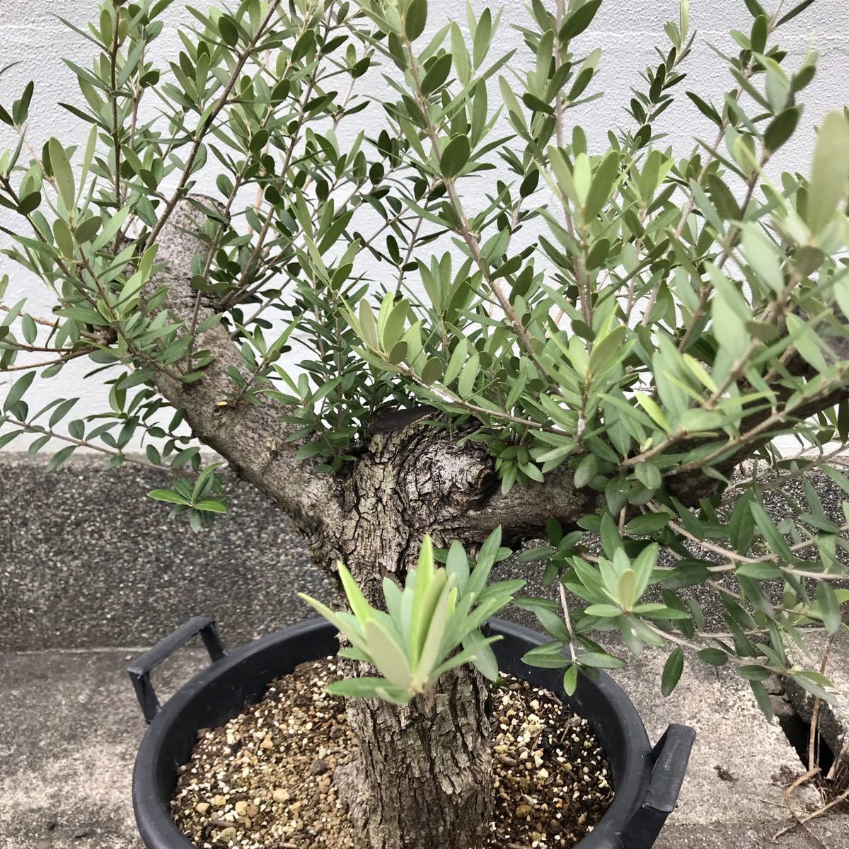 幹太15cm オリーブ 古木 原木 盆栽 鉢植え // オリーブの木 古木