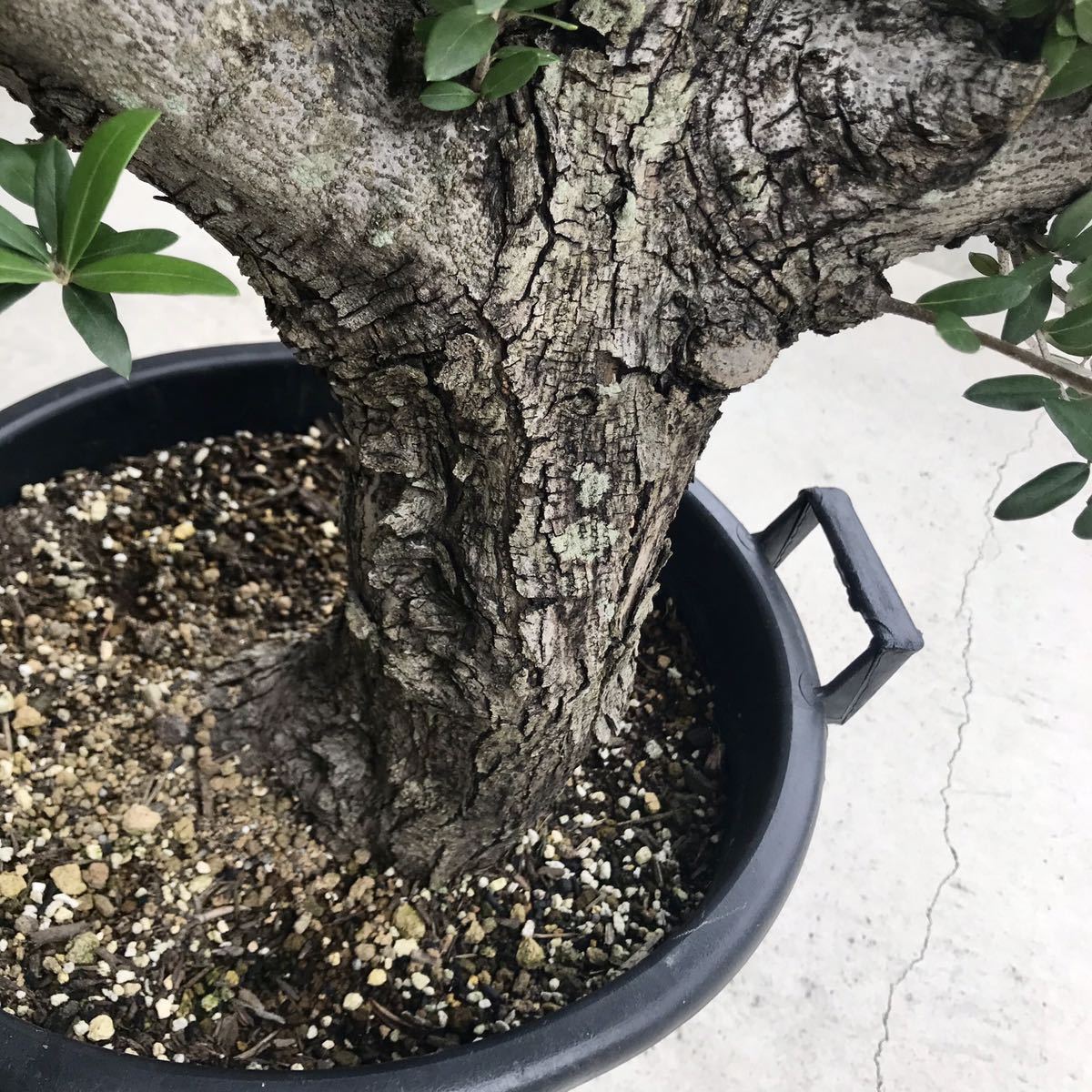 幹太15cm オリーブ 古木 原木 盆栽 鉢植え // オリーブの木 古木