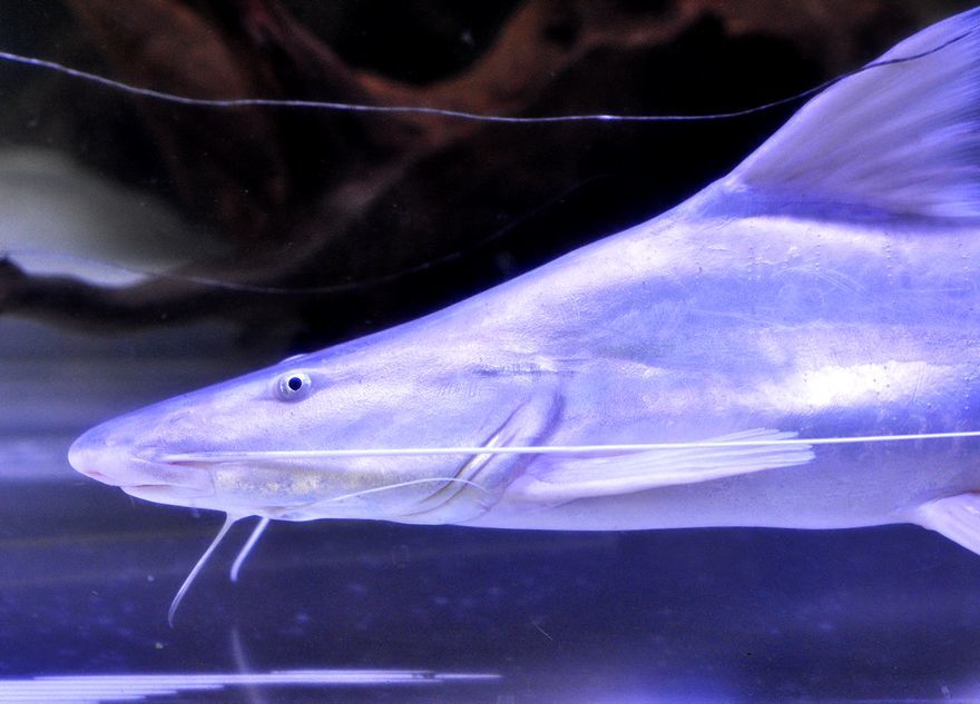 熱帯魚 本ピライーバ 目測45センチ