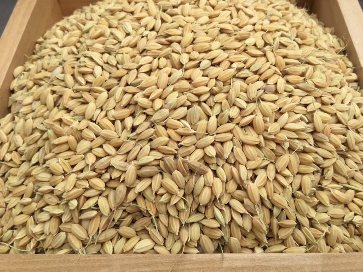 新品 令和元年産 コシヒカリ 10ｋｇ籾 もみ から精米したてのお米を直送します の落札情報詳細 ヤフオク落札価格情報 オークフリー スマートフォン版