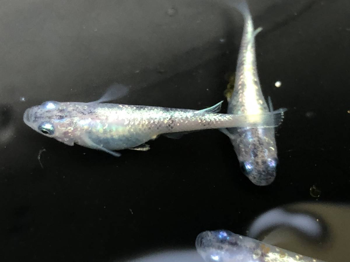 新品 天元めだか 卵 オリジナル品種 白魁 びゃくらん 卵 A メダカは血統が命 越冬親魚 の落札情報詳細 ヤフオク落札価格情報 オークフリー スマートフォン版