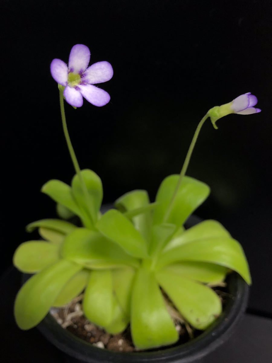 花付き良株2株 Pinguicula Agnata ピンギキュラ アグナタ ムシトリスミレ 食虫植物 原種 の落札情報詳細 ヤフオク落札価格情報 オークフリー スマートフォン版