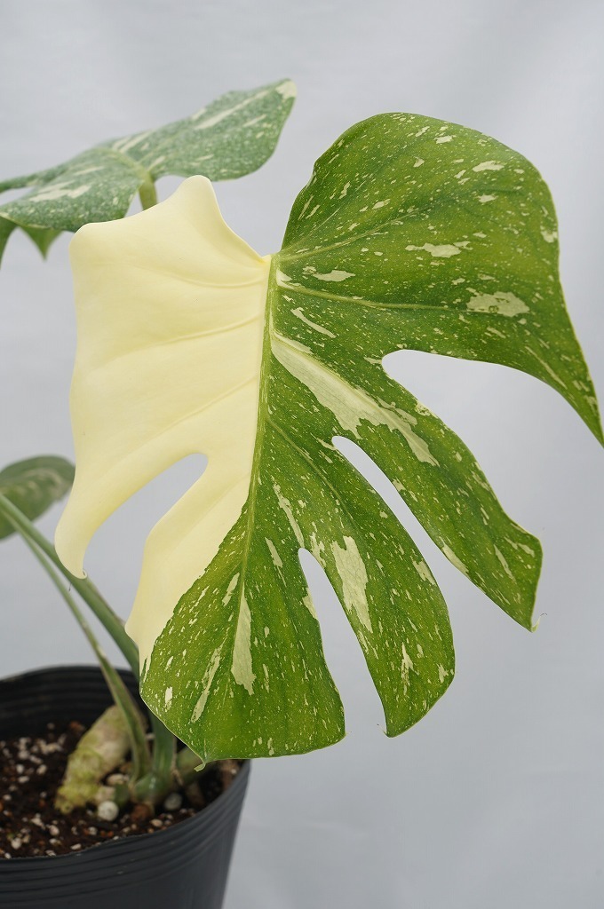 新品 To 乳白色の斑が不規則に入る斑入りモンステラ 美葉種 6号pot苗 現品 Monstera Deliciosa Variegata 人気の観葉植物 1サイズ の落札情報詳細 ヤフオク落札価格情報 オークフリー スマートフォン版