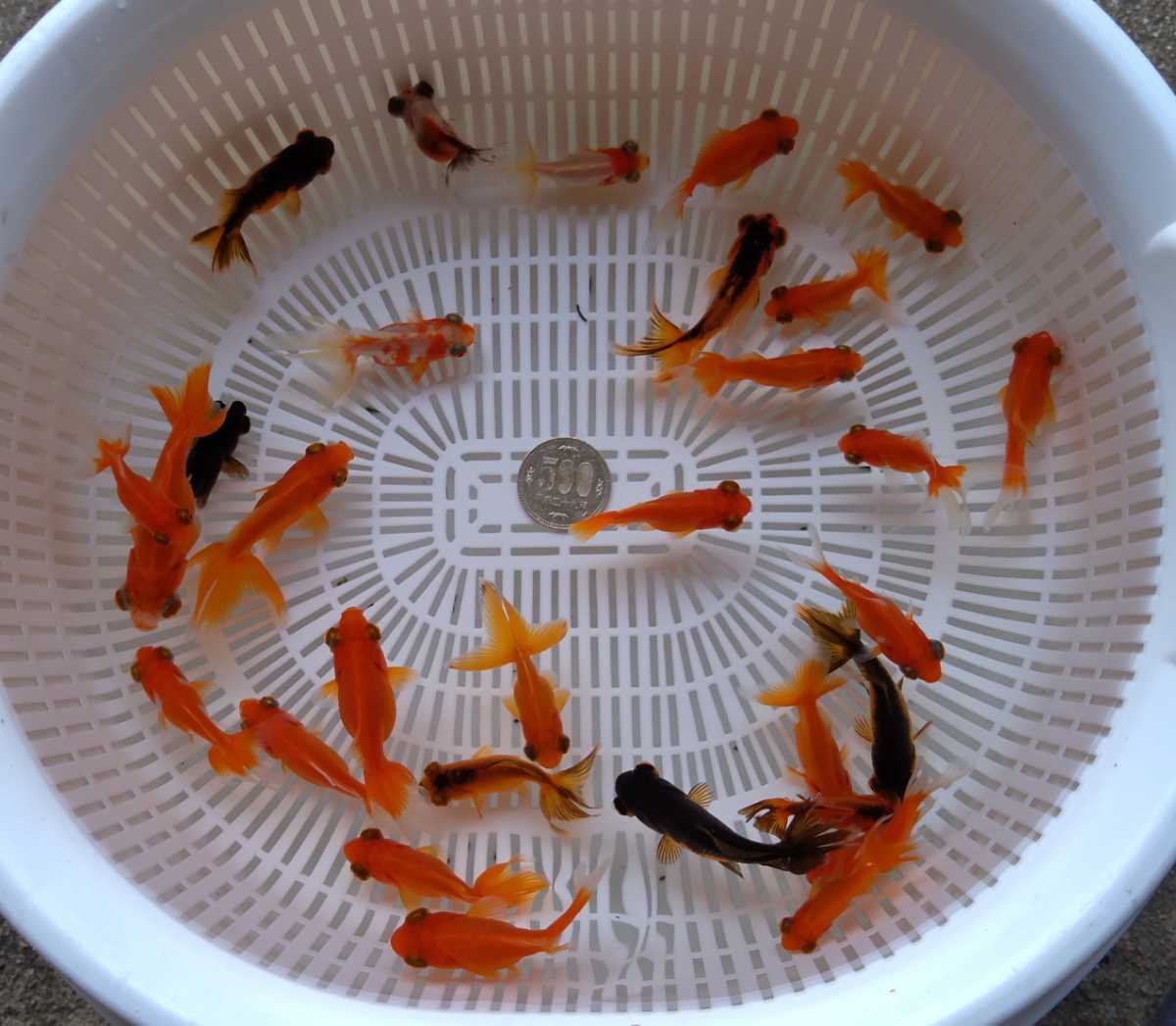 新品 金魚 送料無料 年産 出目金ミックス 組合せ自由 匹数 合計15匹 金魚すくい の落札情報詳細 ヤフオク落札価格情報 オークフリー スマートフォン版