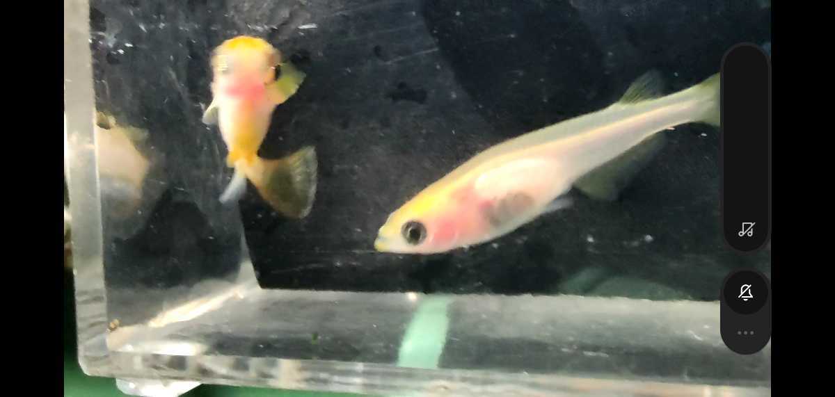 新品 Tatめだか モナリザ 極上 黄アルビノチェンジカラーアイモザイクパンダ 有精卵 10 A の落札情報詳細 ヤフオク落札価格情報 オークフリー スマートフォン版