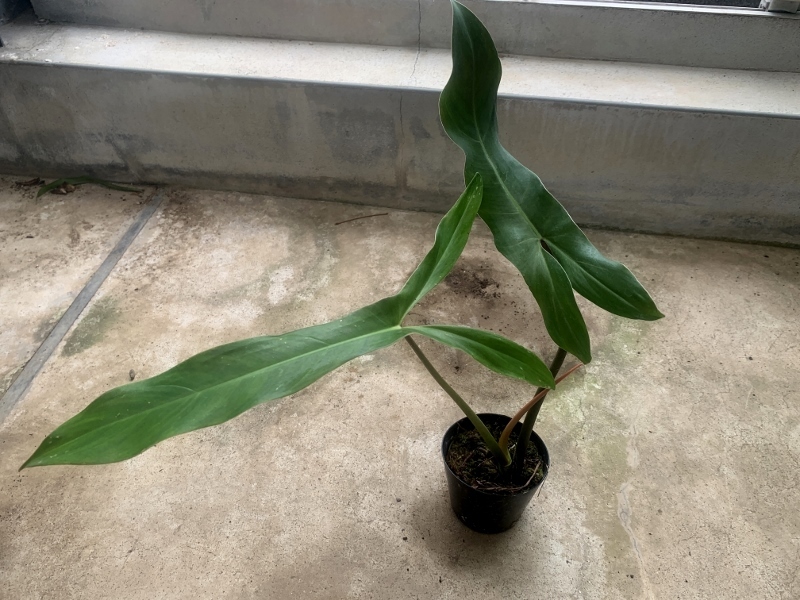 新品】フィロデンドロン・サヤカ Philodendron hybrid `SAYAKA` の落札