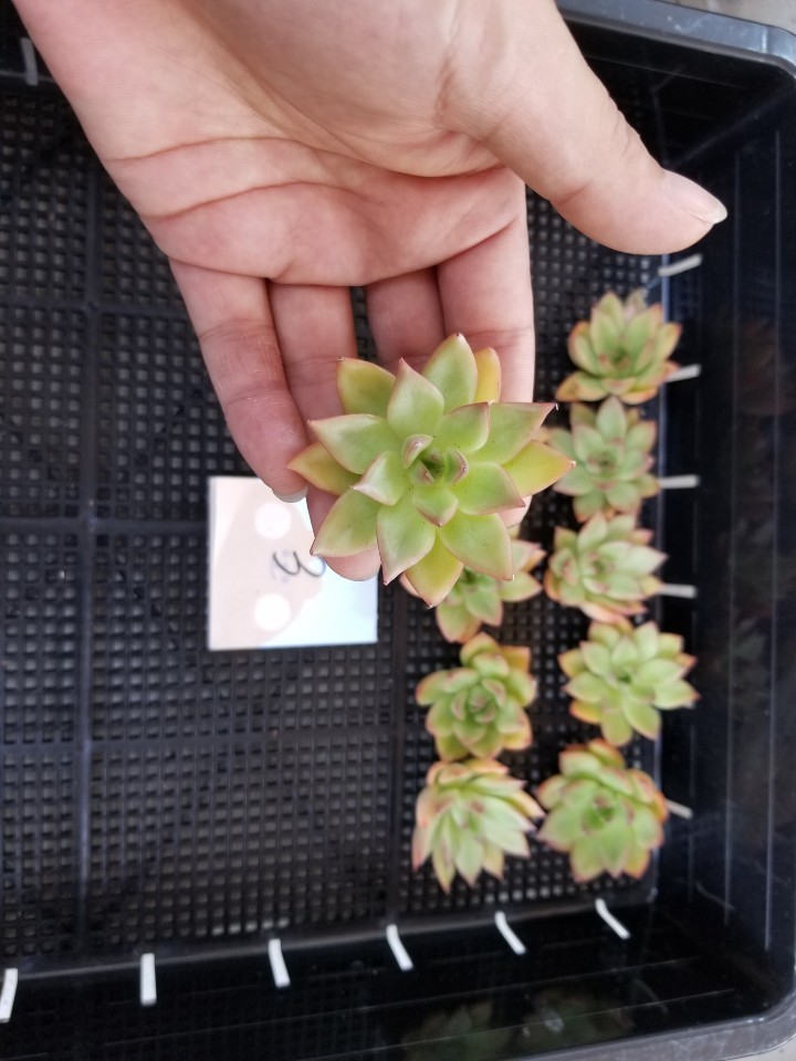 新品 韓国多肉植物 韓国苗 エケベリア Echeveria 731 54 Crystal Garden 10個 岡山在庫 08 04岡山発送 の落札情報詳細 ヤフオク落札価格情報 オークフリー スマートフォン版