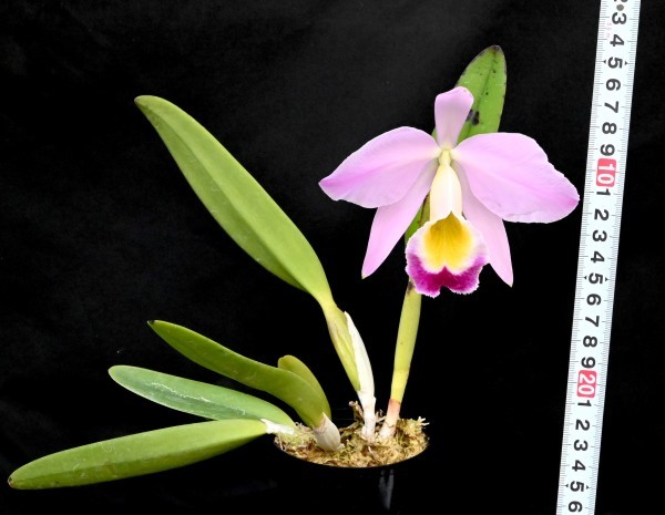 新品】洋蘭原種() C. eldorado (=wallisii) カトレア エルドラド