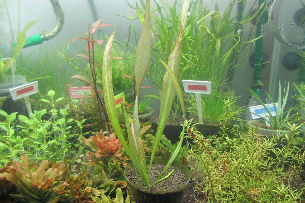 ☆ 珍種！ 美種！ アマゾン オテリア アラグアイア川産 1株 珍種！