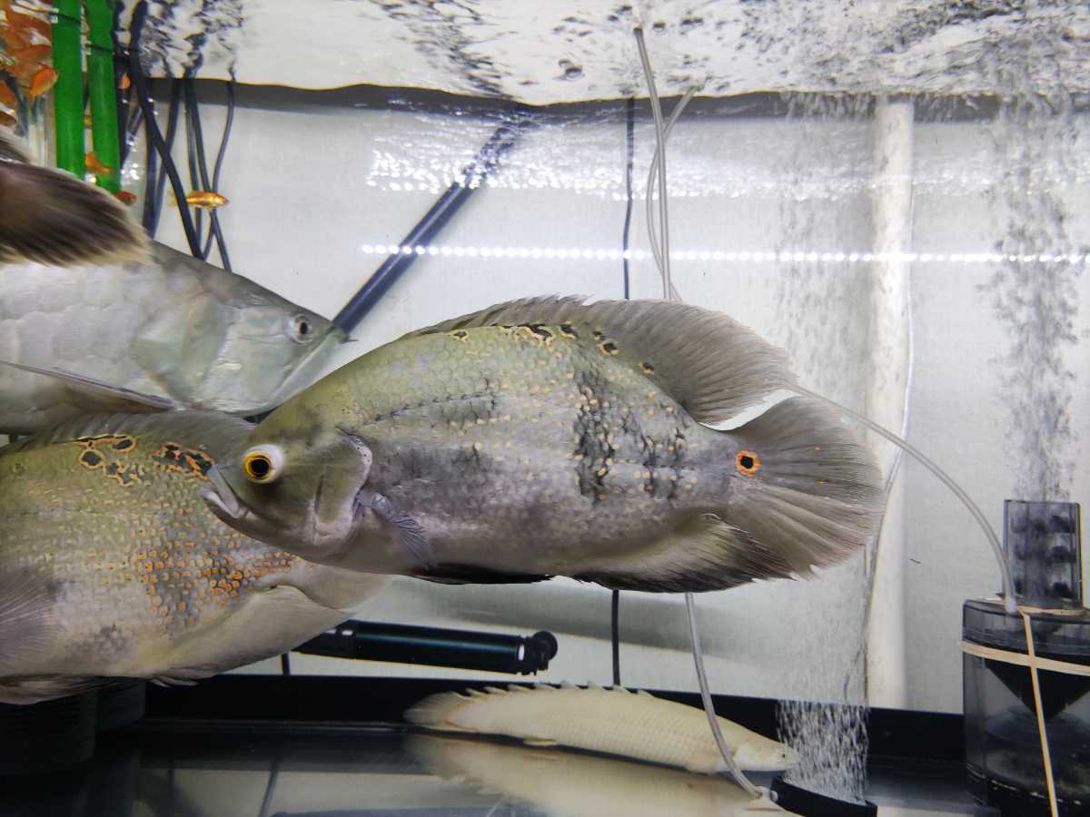 オスカー(コロンビア産) 25cm