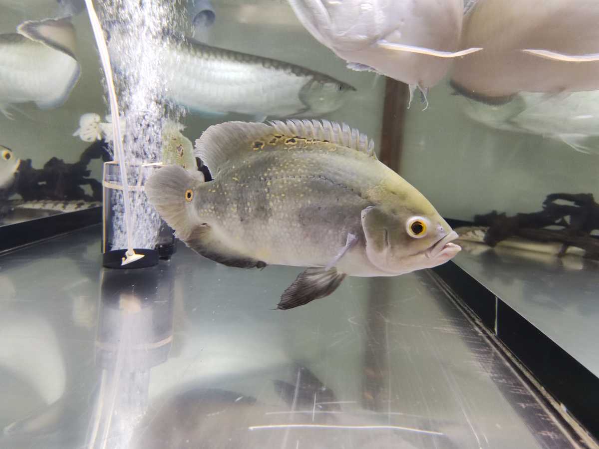 オスカー(コロンビア産) 25cm