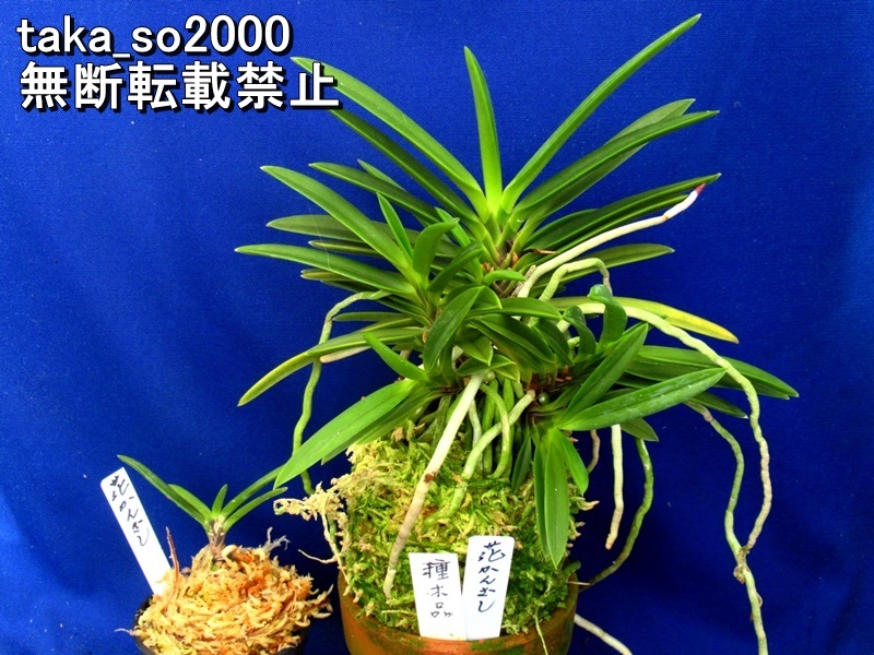 T I 花簪１本立ち 350円start 山野草 収集家 富貴蘭 長生蘭 セッコク ガーデニング 趣味園芸 おうちの時間 の落札情報詳細 ヤフオク落札価格情報 オークフリー スマートフォン版