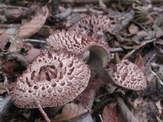 新品 天然コウタケ 香茸 イノハナ 800グラム の落札情報詳細 ヤフオク落札価格情報 オークフリー スマートフォン版