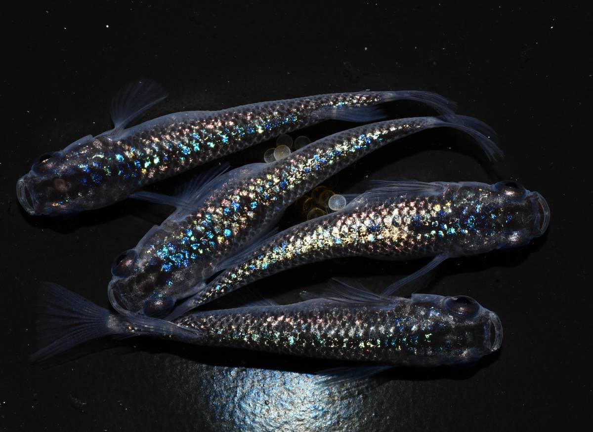 メダカ（サファイア背鰭なし幼魚）無選別10匹