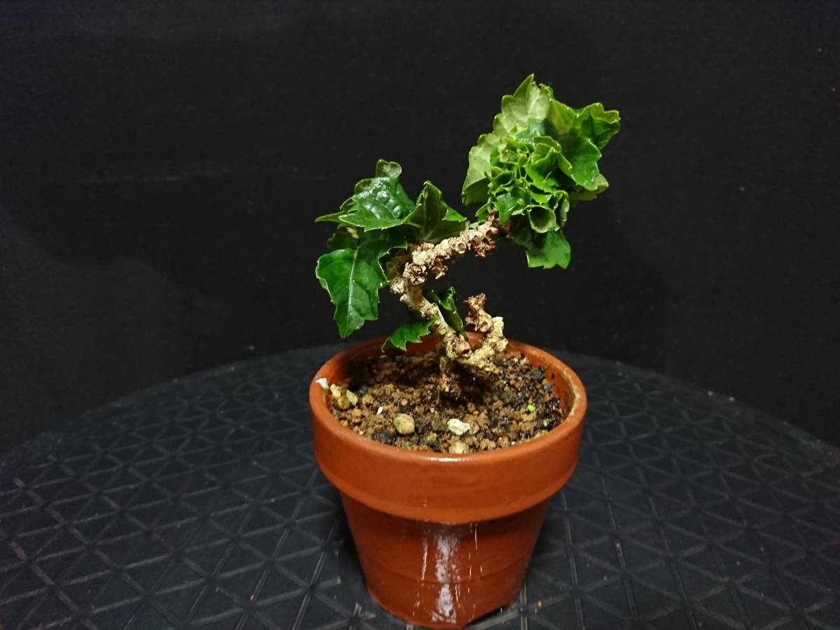 新品 ビャクシン 竜神蔦 リュウジンツタ 極小品盆栽 ミニ盆栽 古典園芸 優良素材 No１２ ６ の落札情報詳細 ヤフオク落札価格情報 オークフリー スマートフォン版